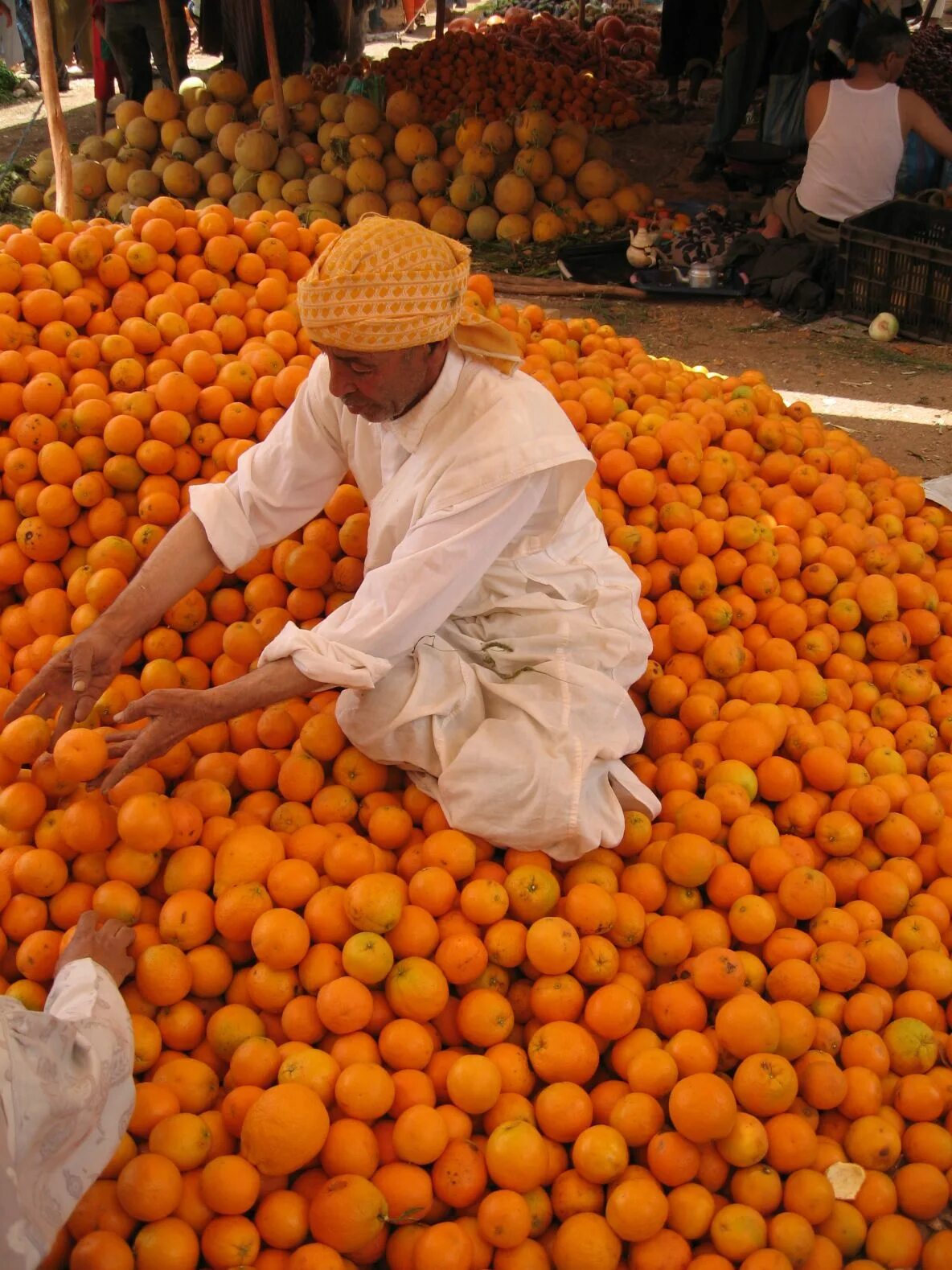 Апельсины страны производители. Марокко мандарины плантации. Мандариновые деревья в Марокко. Мандариновые плантации в Марокко. Плантации цитрусовых в Марокко.