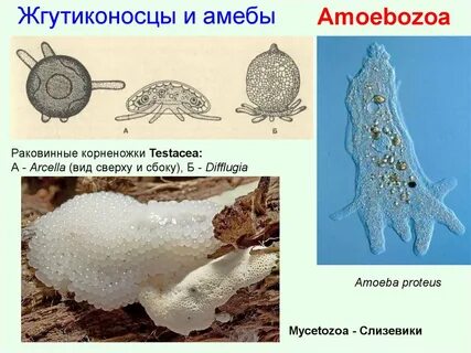 Амеба жгутиконосцы