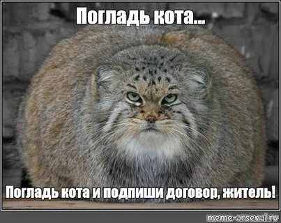 Мем гладить