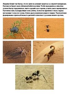 Характеристика пустыни 4 класс