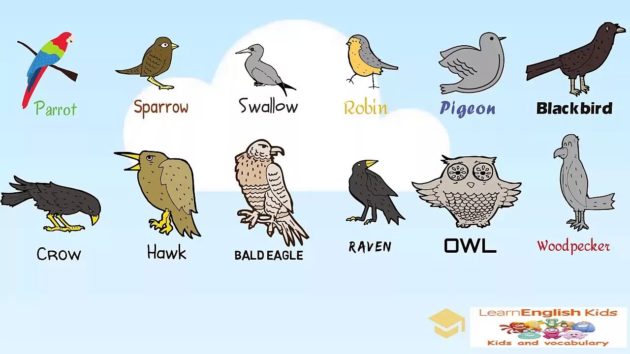 7 птиц на английском