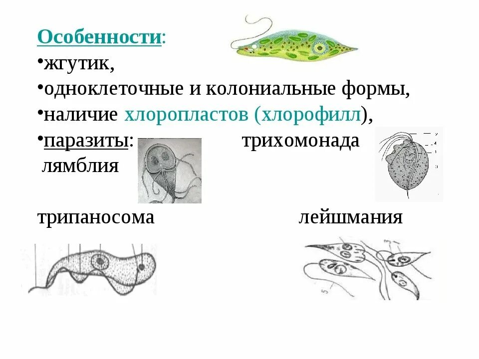 Хлоропласты жгутики. Класс жгутиковые эвглена зеленая. Представители жгутиконосцев 7 класс биология. Одноклеточные животные жгутиконосцы. Тип жгутиконосцы строение.