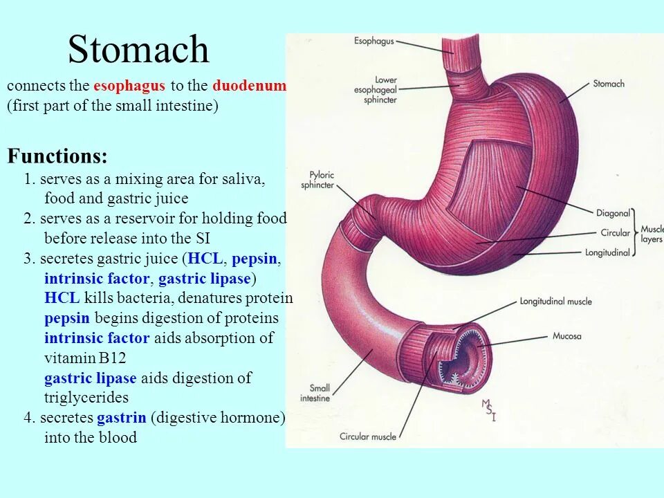 Stomach перевод на русский. Stomach перевод на русский. Моторика желудка. Перемешивание пищи в желудке. In my tummy перевод.