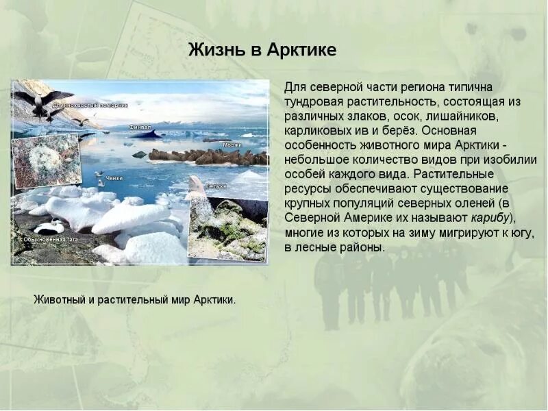 Зона арктических пустынь доклад. Арктика краткое описание. Климат арктики. Доклад на тему арктика. Сообщение об арктике.