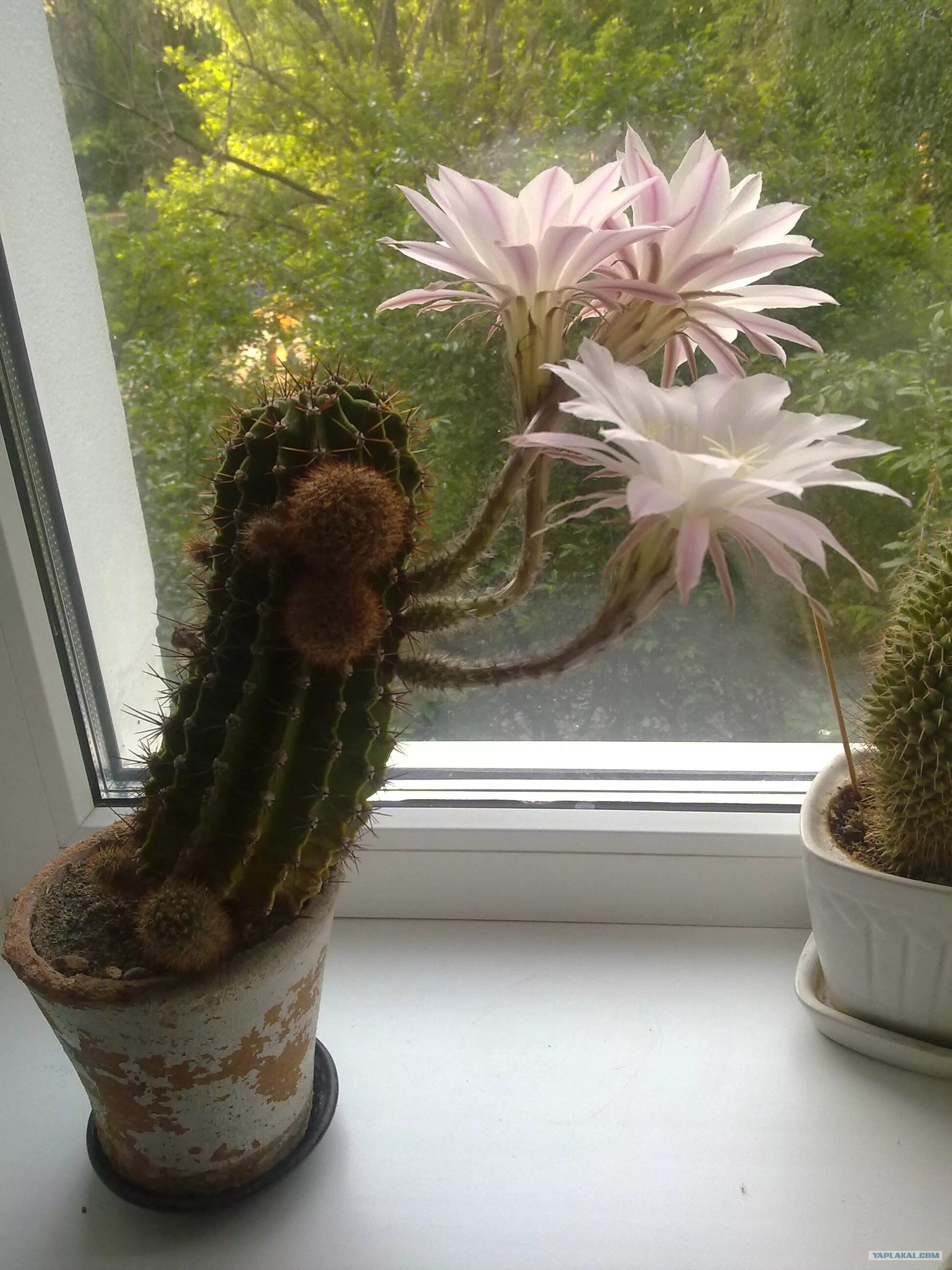 Кактус без шипов. Цветущие кактусы почему не цветут. Цветущие кактусы почему не цветут. Кактус строблем цветение. Кактус эхинопсис.
