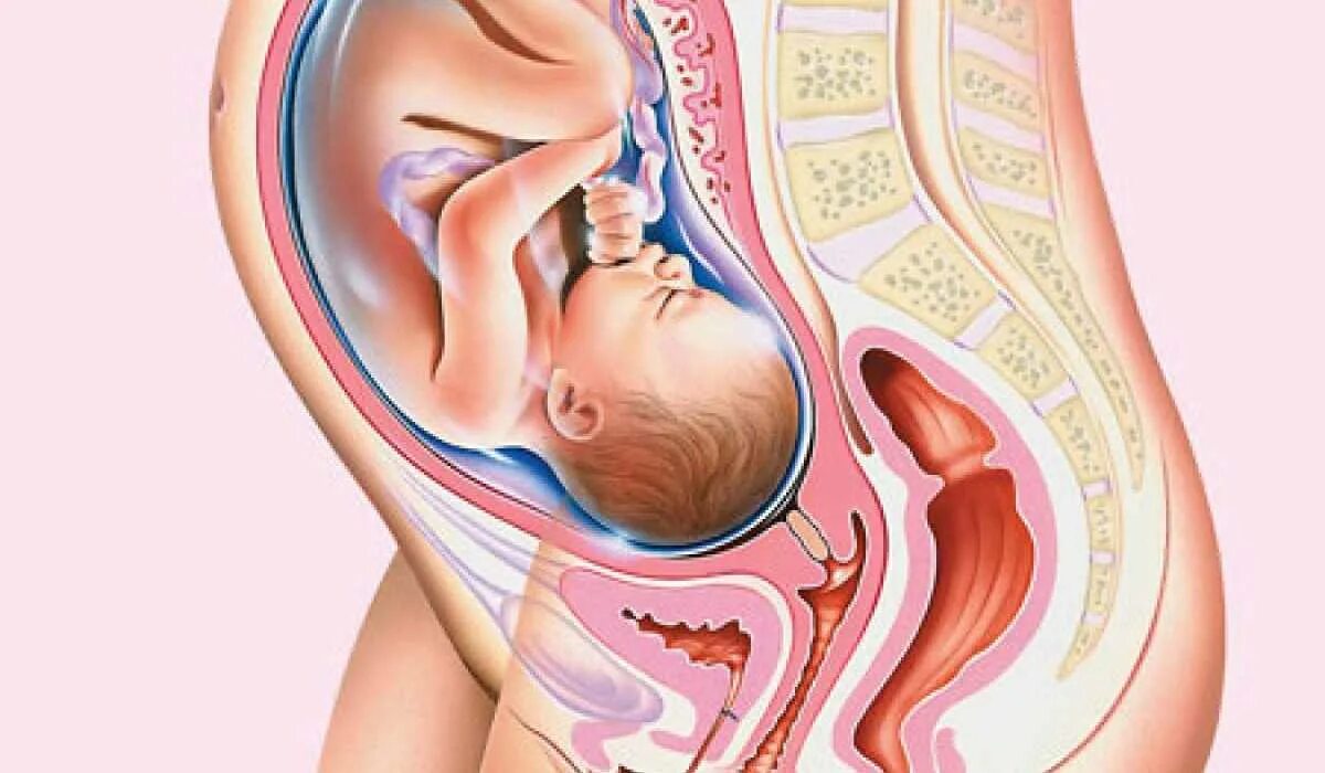 Ребёнок в 34 недели беременности в утробе. Расположение плода на 32 неделе беременности. Расположение ребенка на 9 месяце. Расположение плода на 34 неделе беременности. 34 недели что происходит с мамой