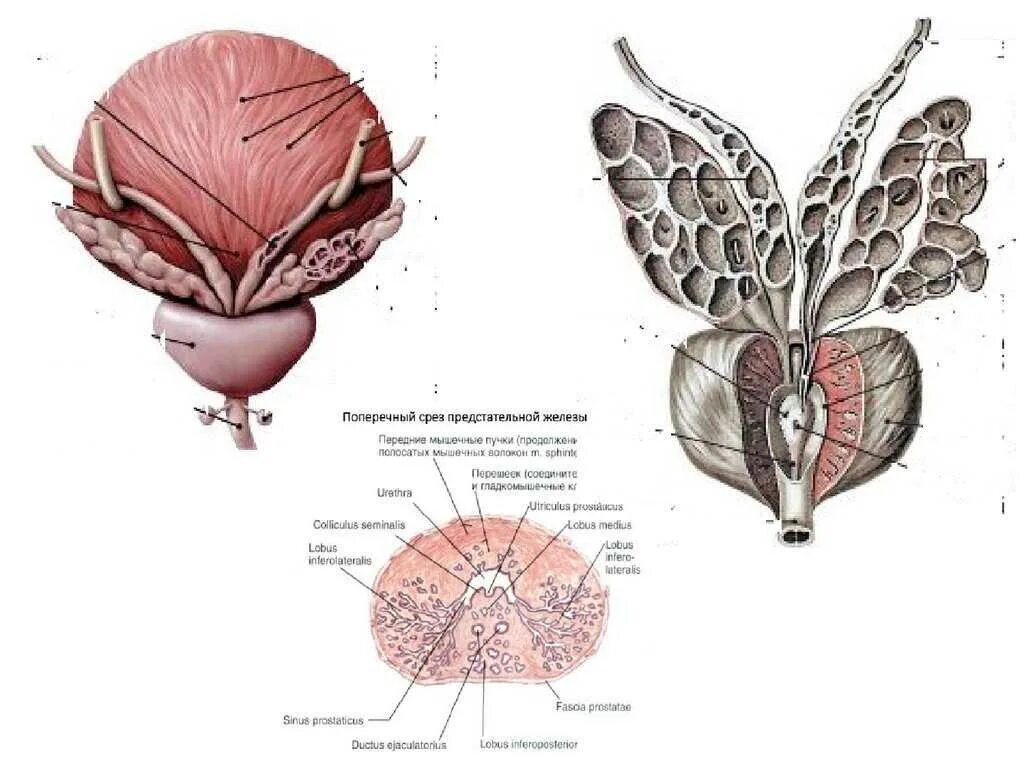 Семенные пузырьки анатомия строение. Семенные пузырьки у мужчин анатомия. Предстательная железа и семенные пузырьки анатомия. Анатомия предстательной железы Синельников.