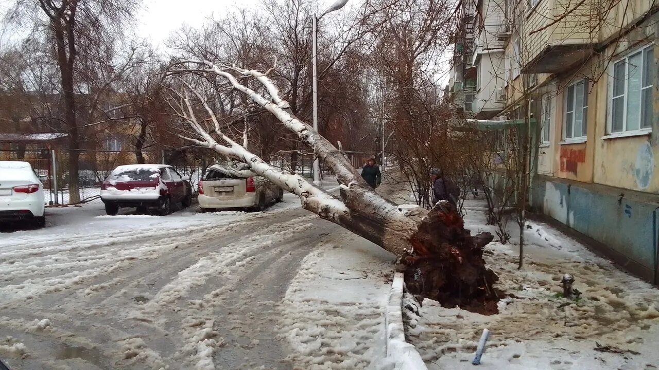 Последствия ветров. Упавшее дерево. Сильный ветер в Астрахани.