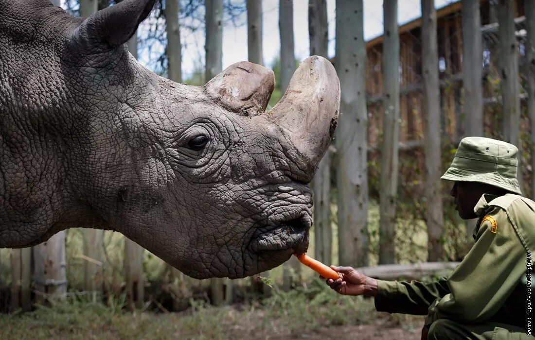 Сколько носорогов на земле. Судан последний белый носорог. Последний северный носорог. Белый носорог вымер 2021. Носороги в брачный период.