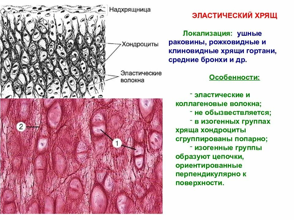 Изогенные группы. Эластический хрящ гистология препарат. Эластический хрящ ушной раковины гистология. Эластические волокна гистология. Хрящевая соединительная ткань характеристика.