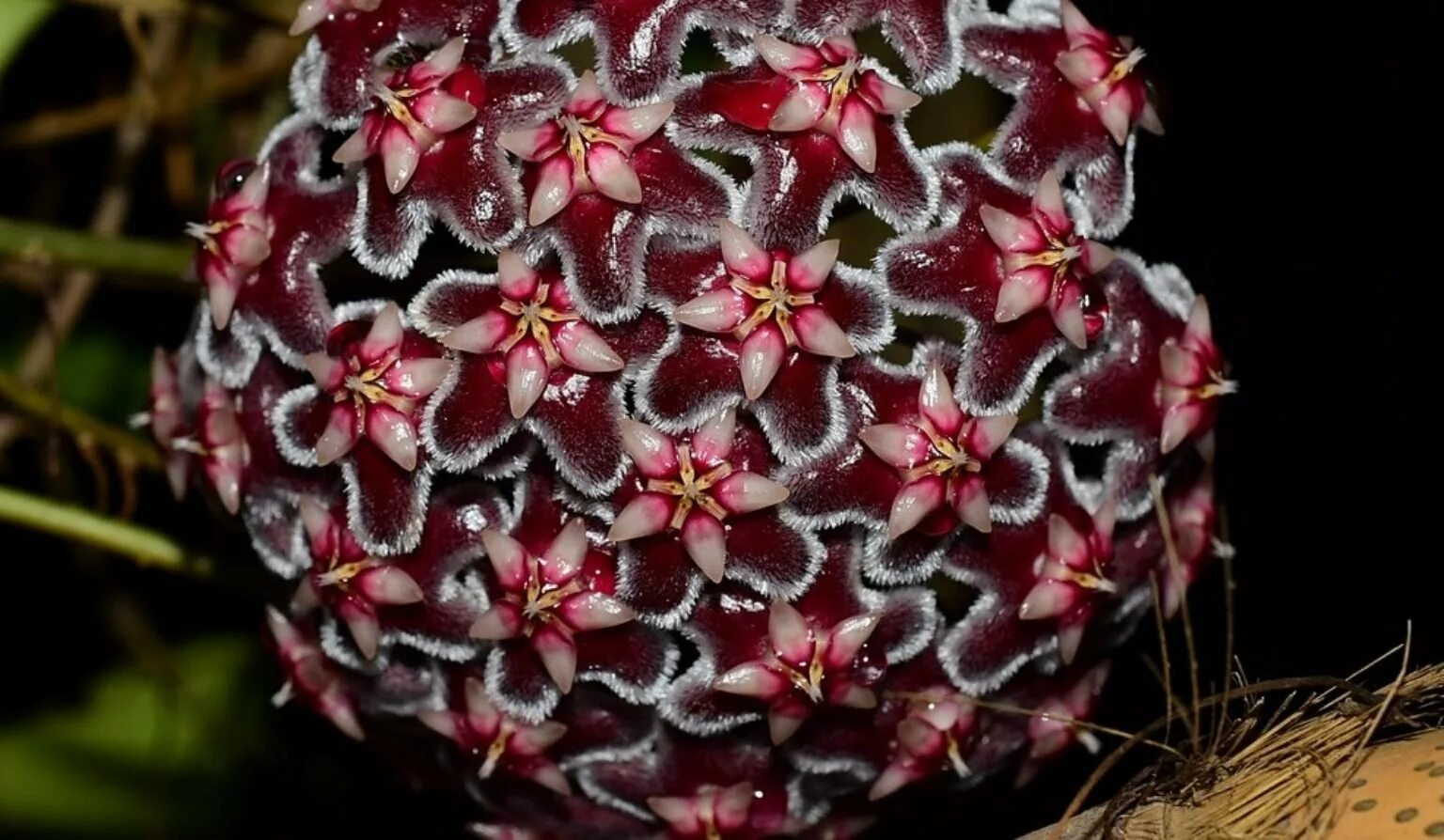 Хойя сильвер пинк. Hoya pubicalyx black dragon. Хойя пубикаликс блэк. Хойя pubicalyx silver splash. Хойя pubicalyx silver pink.