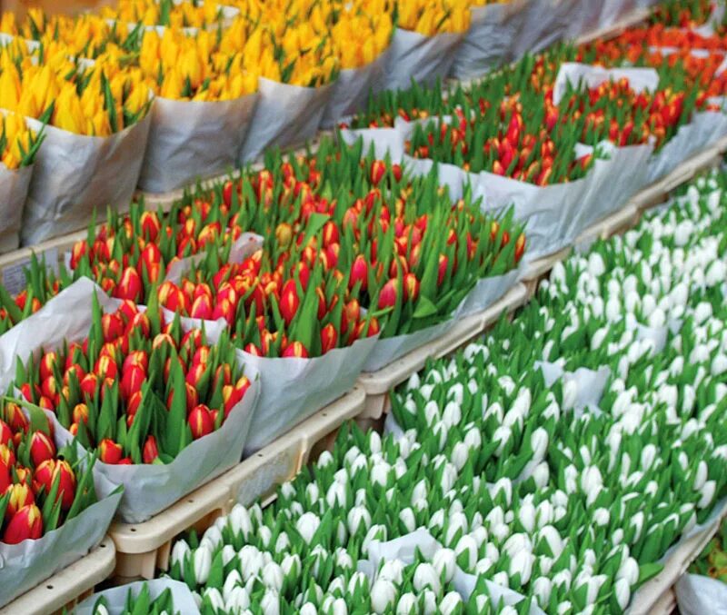 рижский цветочный рынок. тюльпаны срезка. тюльпаны оптом ростов. тюльпаны оптом спб. тюльпаны красноярск.