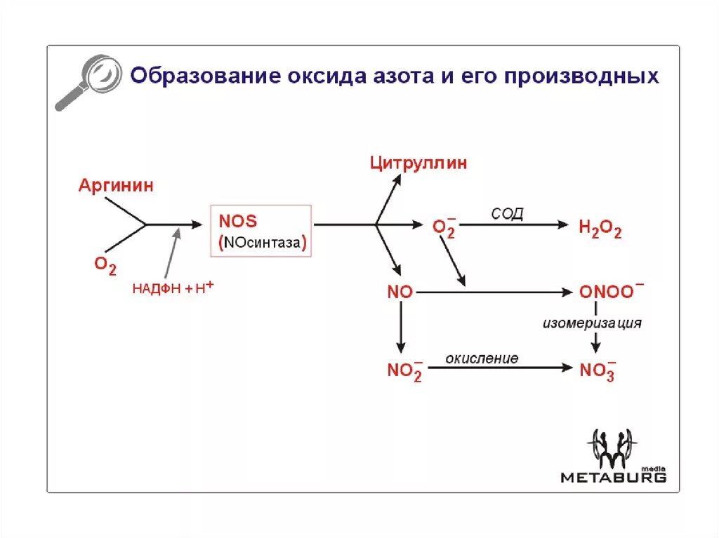 Синтез нитратов. Оксид азота Синтез схема. Образование оксида ахота. Синтез оксида азота в организме человека. Оксид азота функции в организме.