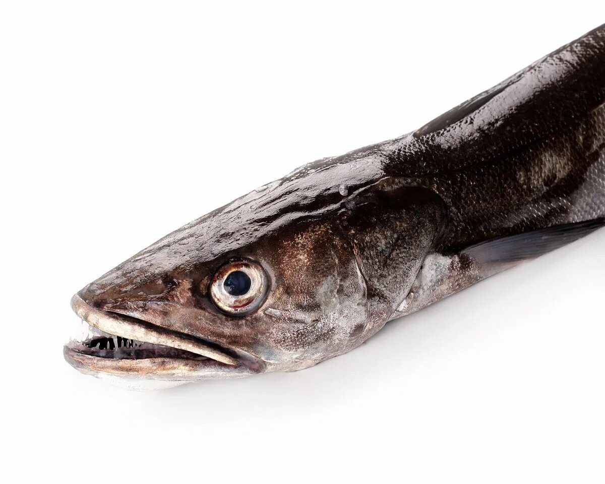 Как выглядит рыба хек с головой. Европейская медуза (хек). Европейский хек европейская мерлуза. Хек живой. Европейская мерлуза.