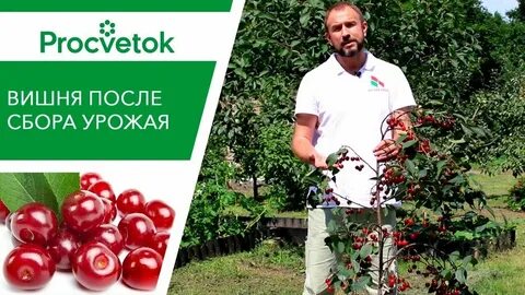 Чем подкормить вишню в августе