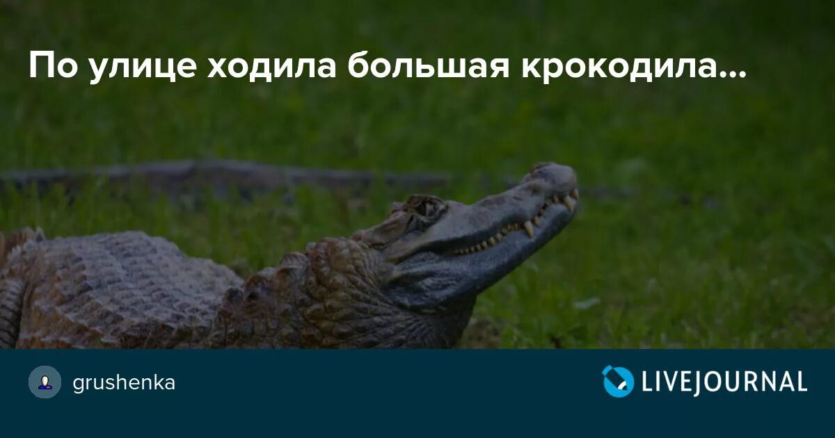 Большая крокодила где послушать. Большая крокодила по улице. Ходила ходила большая крокодила. Стишок по улице ходила большая крокодила. По улице ходила большая крокодила текст.