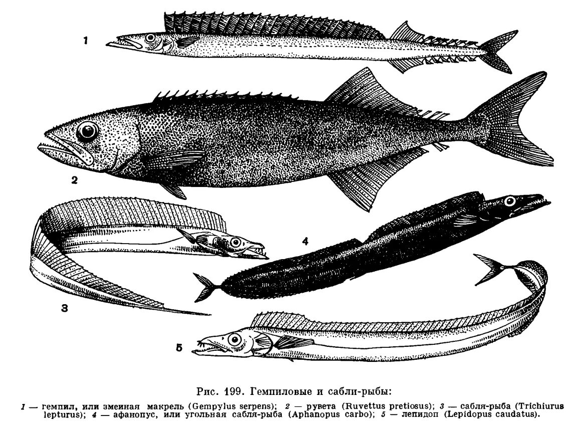 Черноморская рыба 6 букв. Морская рыба сабля. Рыба с длинными плавниками. Длинная плоская рыба. Рыба с длинным верхним плавником.
