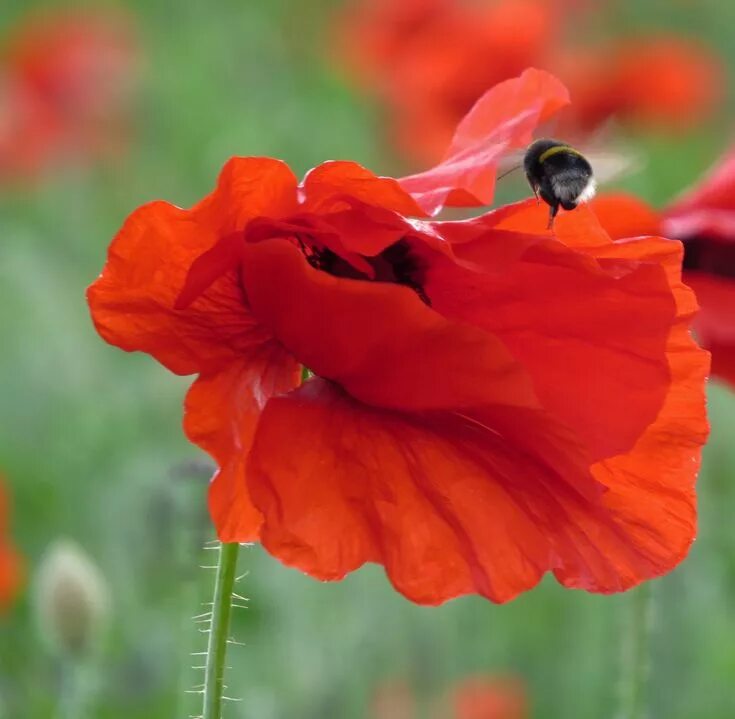 Poppy love. Маки фото цветов букетов. фото red x poppy love.