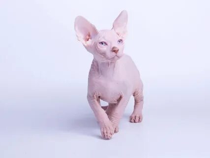 Котята сфинкс с шерстью