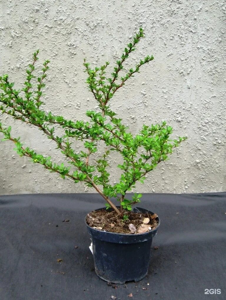 Куст 15