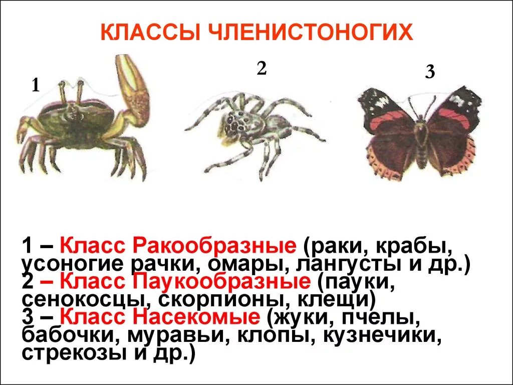 Насекомые сходства и различия. Тип Членистоногие класс. Тип Членистоногие класс насекомые. Членистоногие характеристика. Членистоногие классы ракообразные.