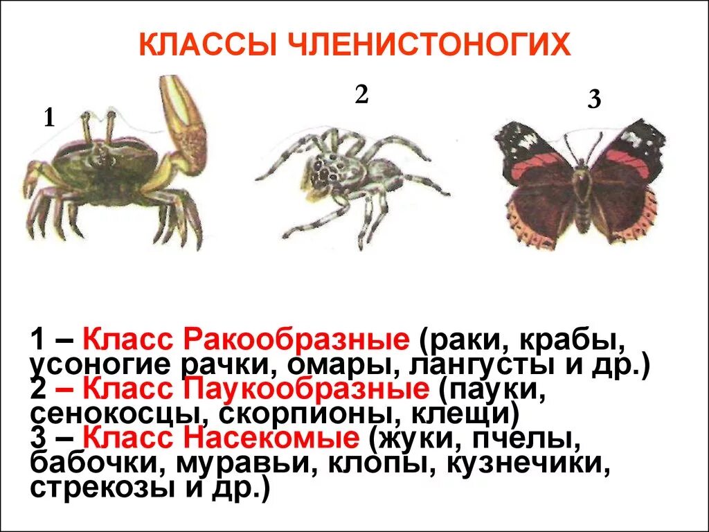 Тип Членистоногие класс. Тип Членистоногие класс насекомые. Членистоногие характеристика. Членистоногие классы ракообразные. Выбери признаки паукообразных