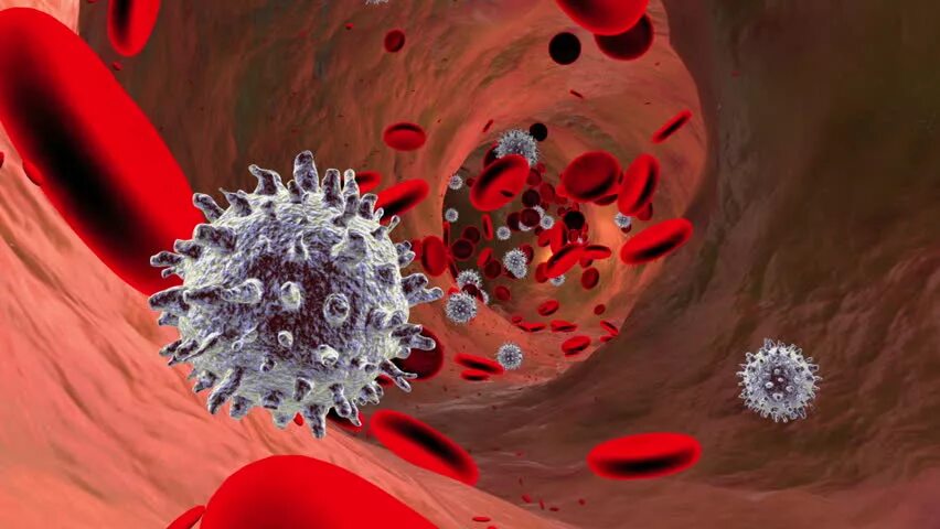 Лейкоциты фагоциты и лимфоциты. Тромбоциты, лимфоциты,,фагоциты. Лимфоциты фагоцитоз. Лейкоциты, фагоциты, антитела. Макрофаги антитела