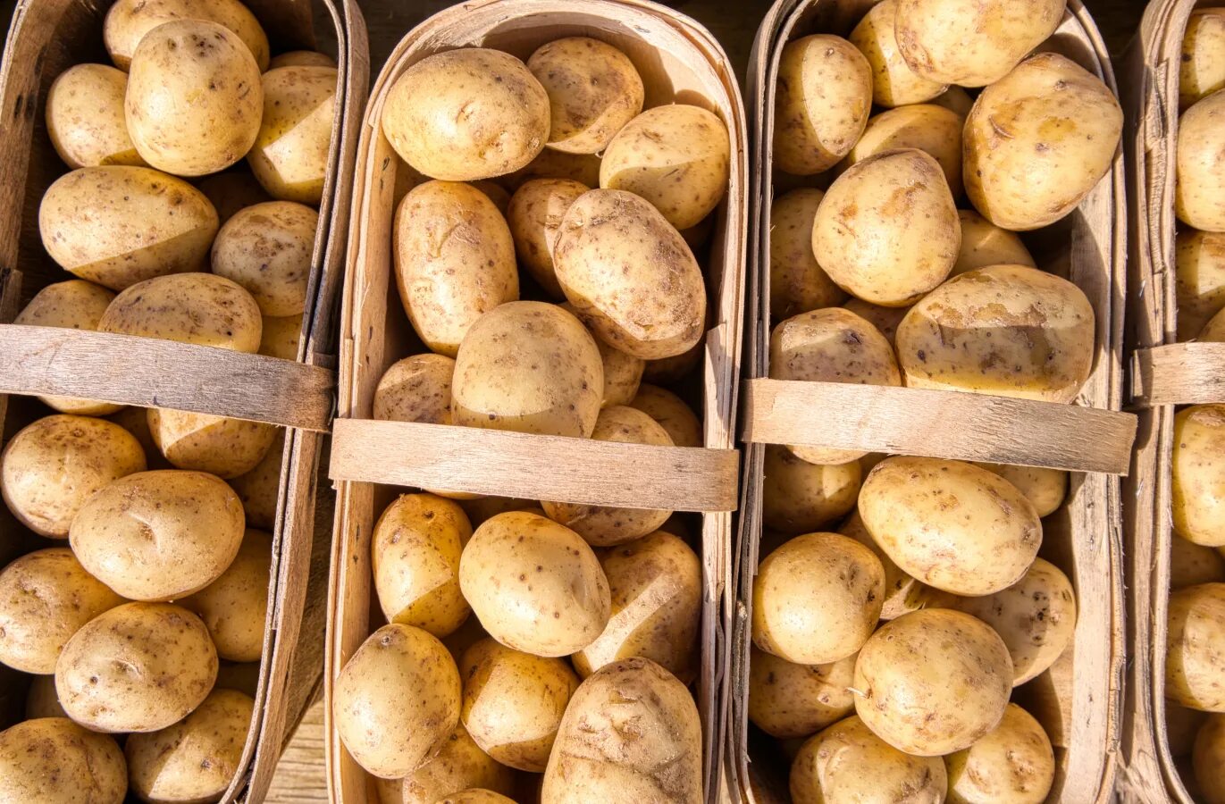 Можно хранить картофель в холодильнике. Хранилище картофеля. Хранение картошки. Овощехранилище для картофеля. Урожай картофеля.