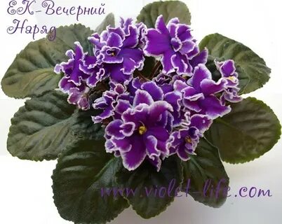 Фиалка вечер в париже