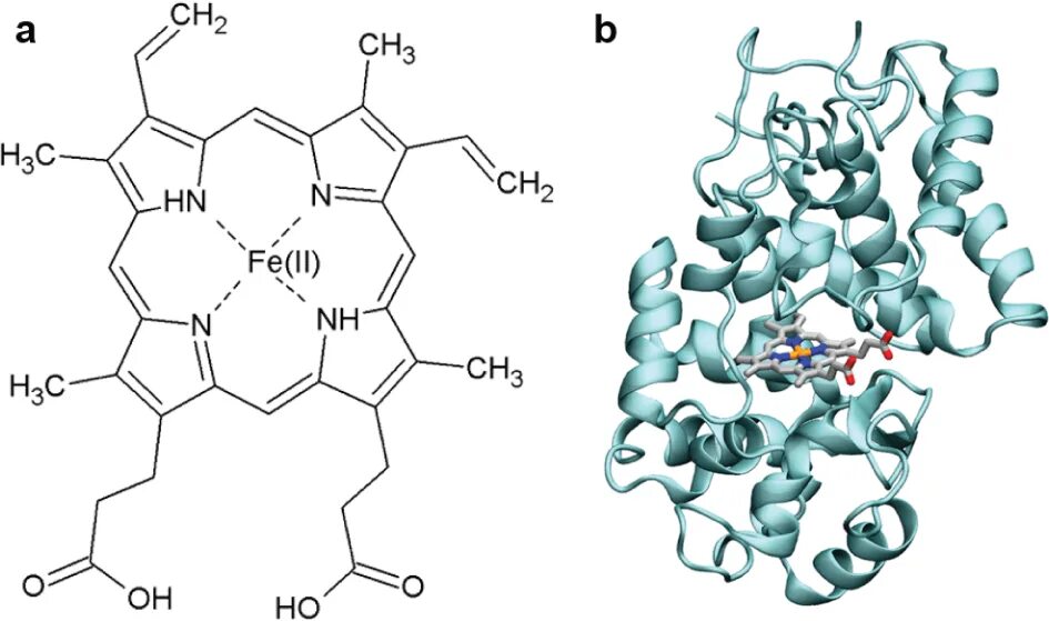 Строение протопорфирина IX. Структура гем протопорфирин 9. Протопорфирин формула. Протопорфирин 9 формула.