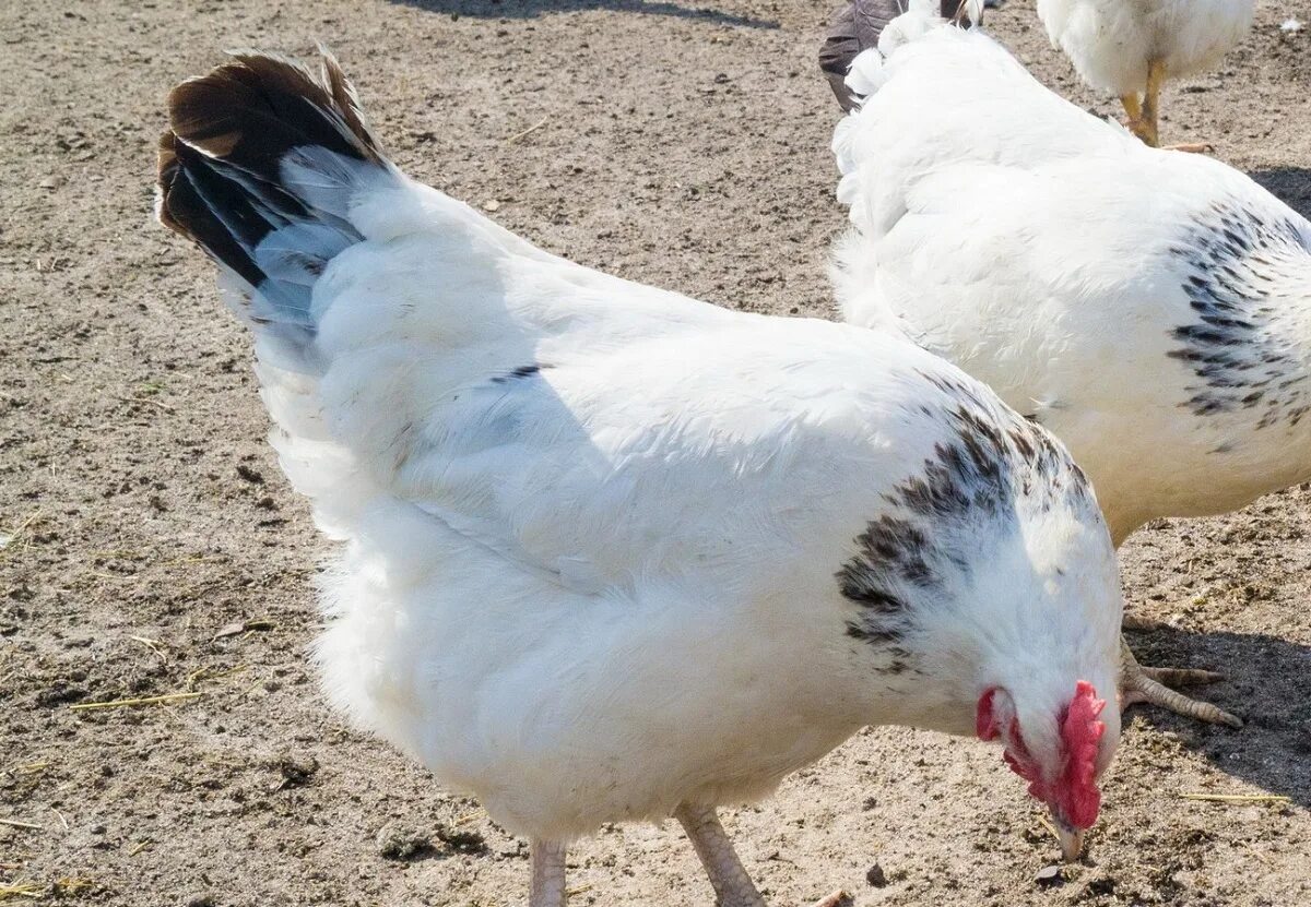 куры доминант суссекс. адлерская серебристая порода кур. куры серебристые адлеровские. адлер серебристый порода кур. адлерская порода курей.