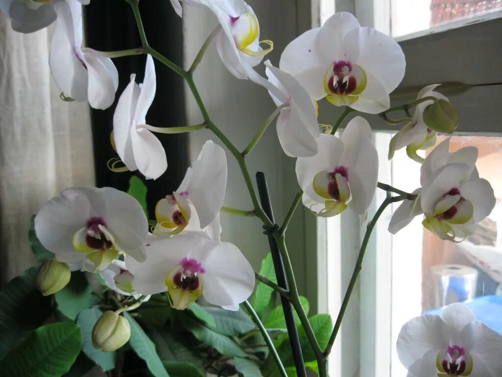 Определитель сорта орхидеи по фото Орхидея ФАЛЕНОПСИС ОПРЕДЕЛИТЕЛЬ СОРТА Orchid Phalaenopsis. Qualifier of a grade.