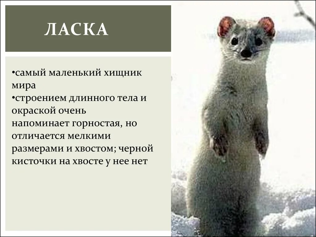 Горностай и ласка отличия. Ласка куница хорек отличия. Патагонийский горностай. Горностай ласка различия. Животные ласка горностай.
