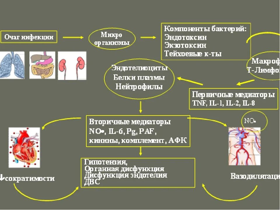 При сепсисе бактерии