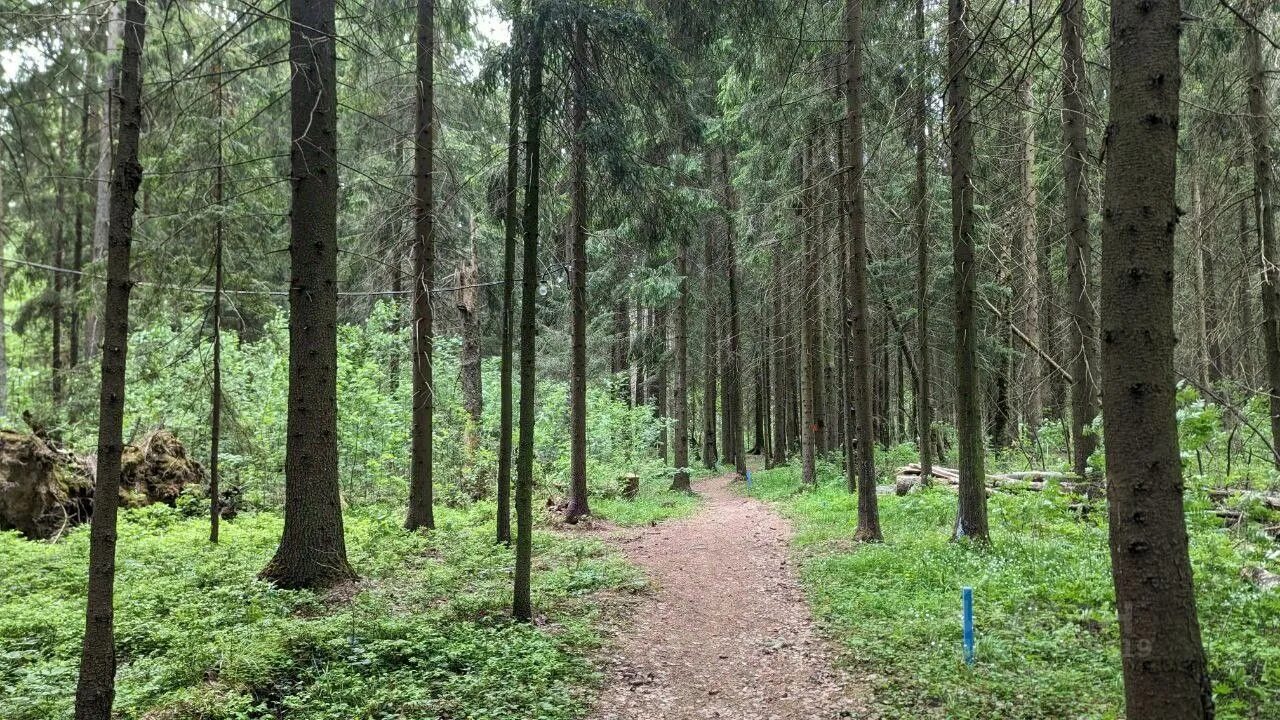 Лес в солнечногорском районе. Лес в солнечногорске. Лес в солнечногорске. Клубный поселок в лесу в подмосковье. Июньский лес фото.
