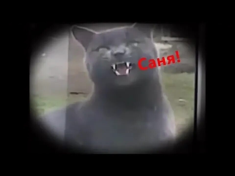Саня открой я замерз. Саня открой кот. Саня открой кот. Саня открой. Саня открой кот.