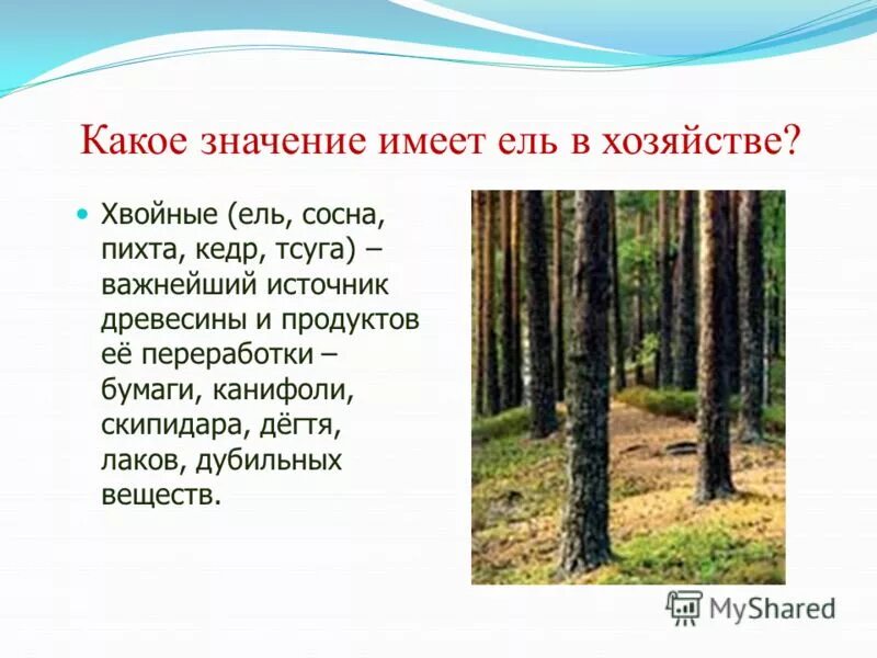 Какое значение имеет ель. Ель строение дерева. Ель информация о дереве. Ель обыкновенная значение в природе и жизни человека. Значение ели в природе.
