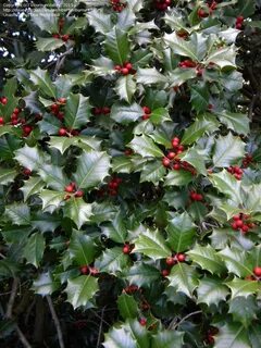Ilex by