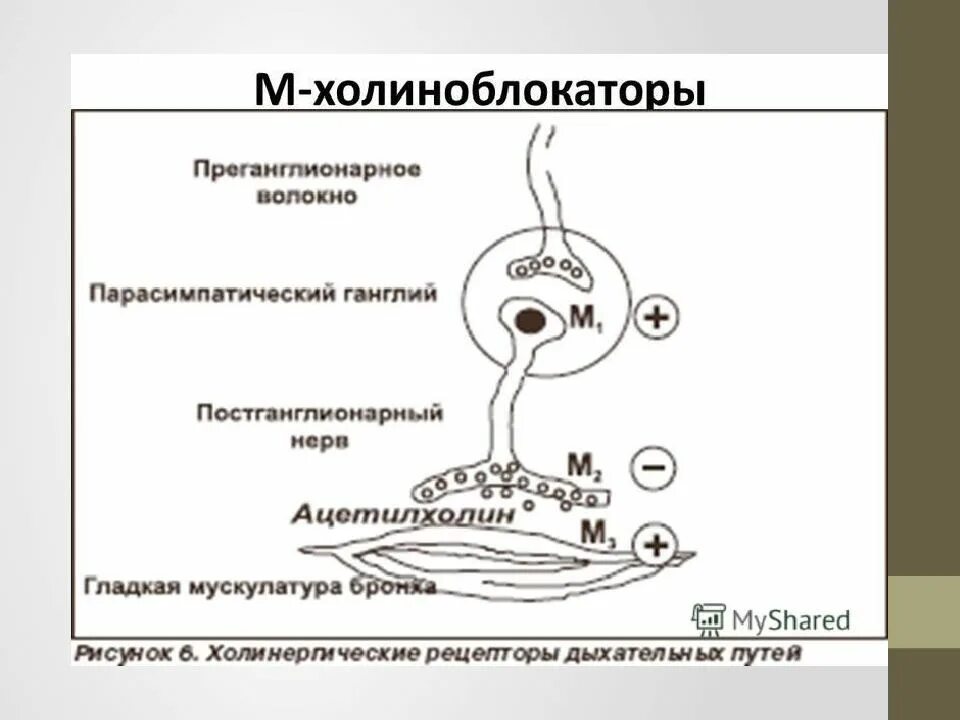 К группе холиноблокаторов относятся. Механизм м холиноблокаторов. Механизм действия м холиноблокаторов. М1 холиноблокаторы механизм действия. М3 холиноблокаторы механизм действия.