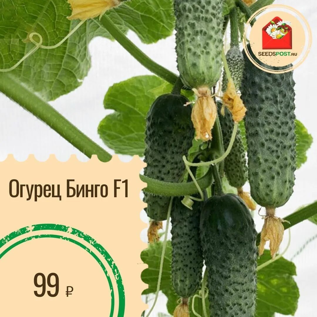 сорт огурцов бинго