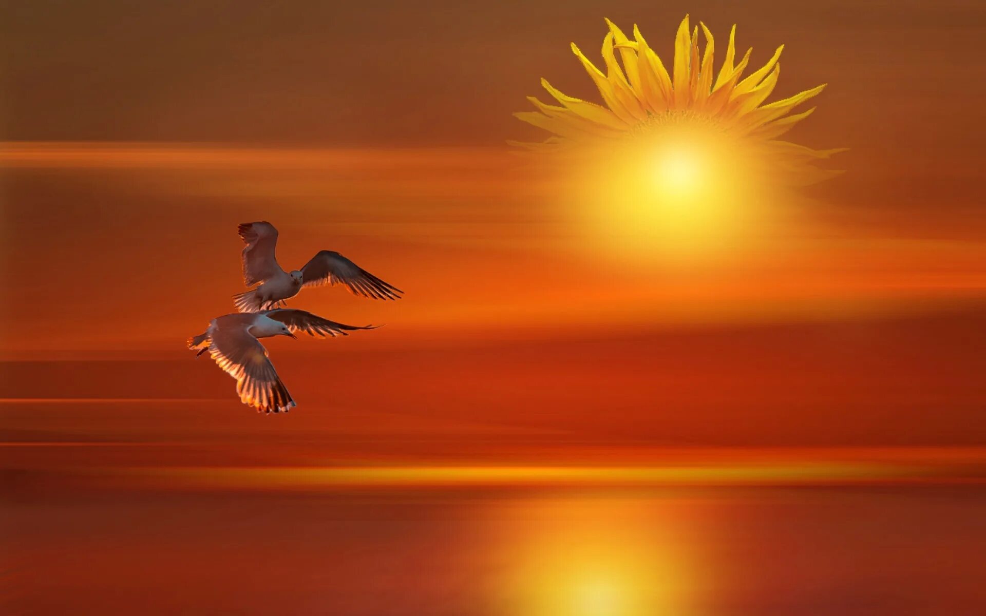 Птицы в небе. Птица солнца. Полет птицы. Птица свободы.