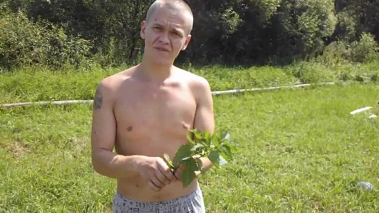 Крапивой по. Порот крапивой. Порот крапивой. Крапива и человек. Малиновые листья разжижают кровь.