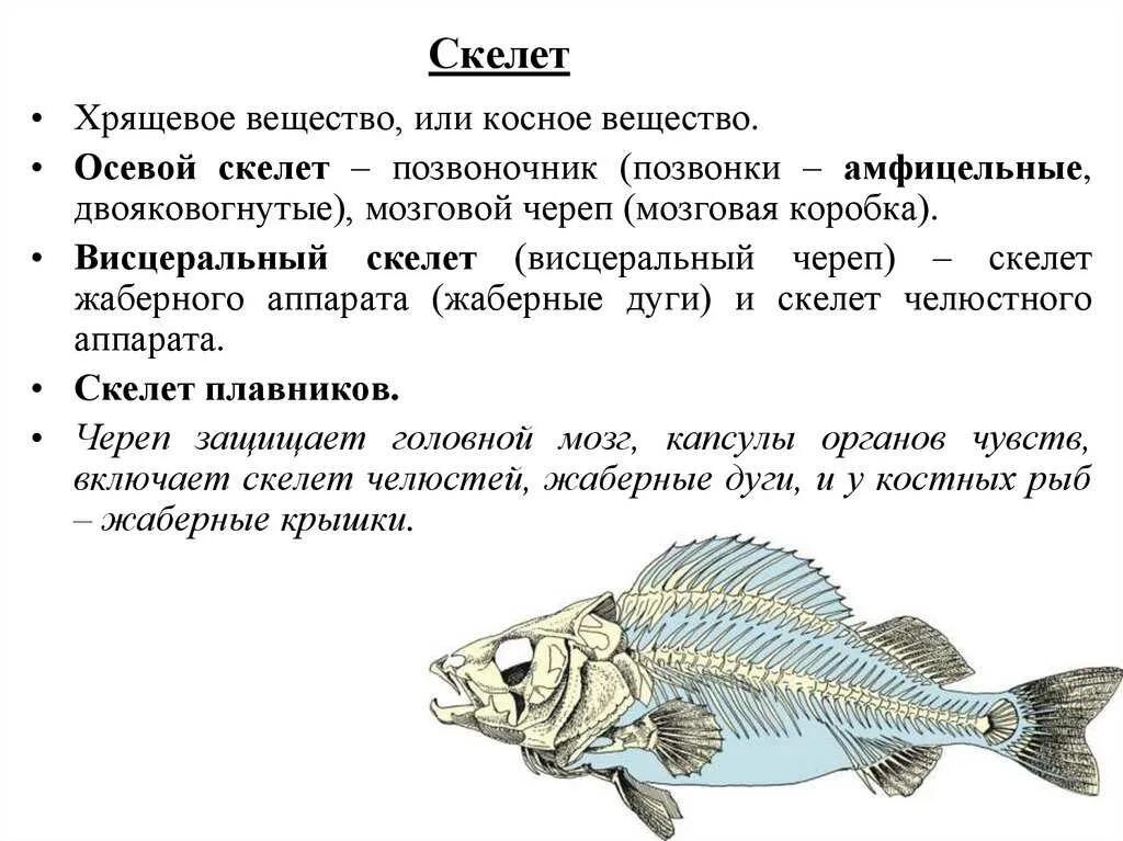 Рыба для презентации. Скелет Надкласс рыбы. Скелет плавника рыбы. Надкласс рыбы плавники.