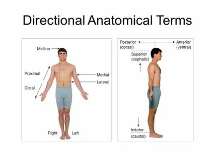 Anatomy teenwxve