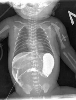 Жапон порно үлкен мүшесі