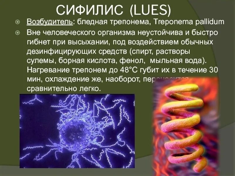 Бледная трепонема treponema pallidum. Бледная спирохета (возбудитель сифилиса).. Бледная спирохета микробиология. Бледная трепонема микробиология. Возбудитель сифилиса трепонема.