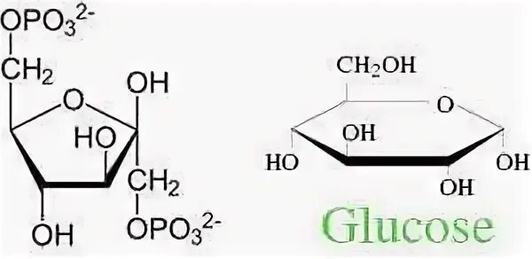 Фруктоза и Глюкоза разница. Разница между глюкозой и фруктозой. Фруктоза и сахароза разница. Разница между глюкозой и нпдактозой.