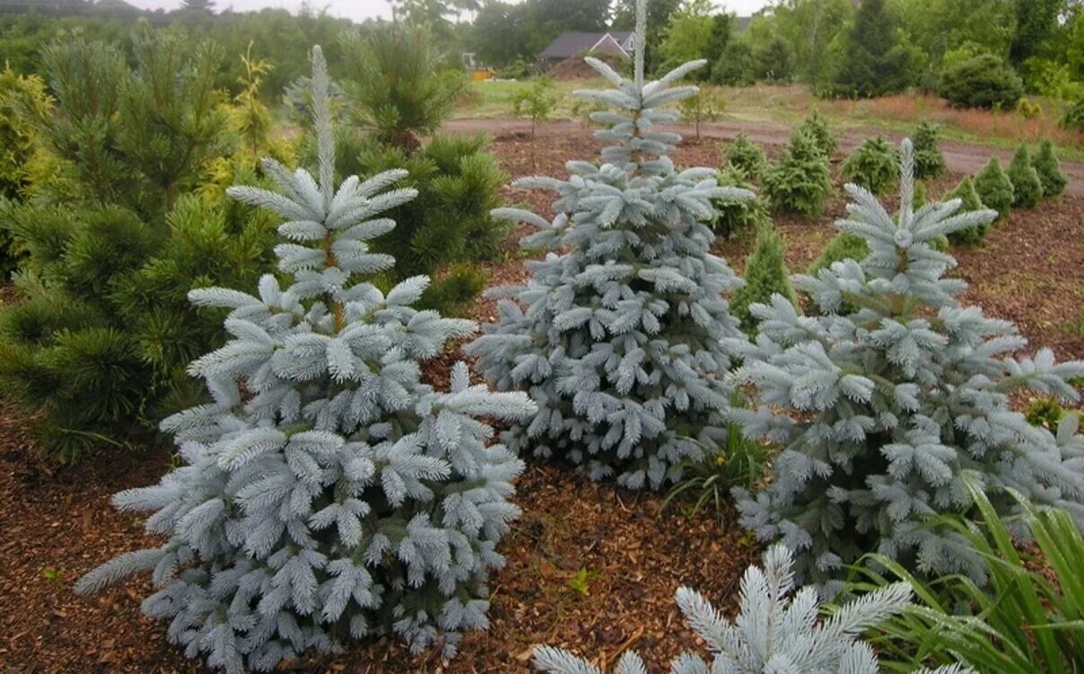 Ель колючая picea. Ель колючая Глаука Мисти Блю. Ель колючая Мисти Блю. Мисти Блю ель голубая.