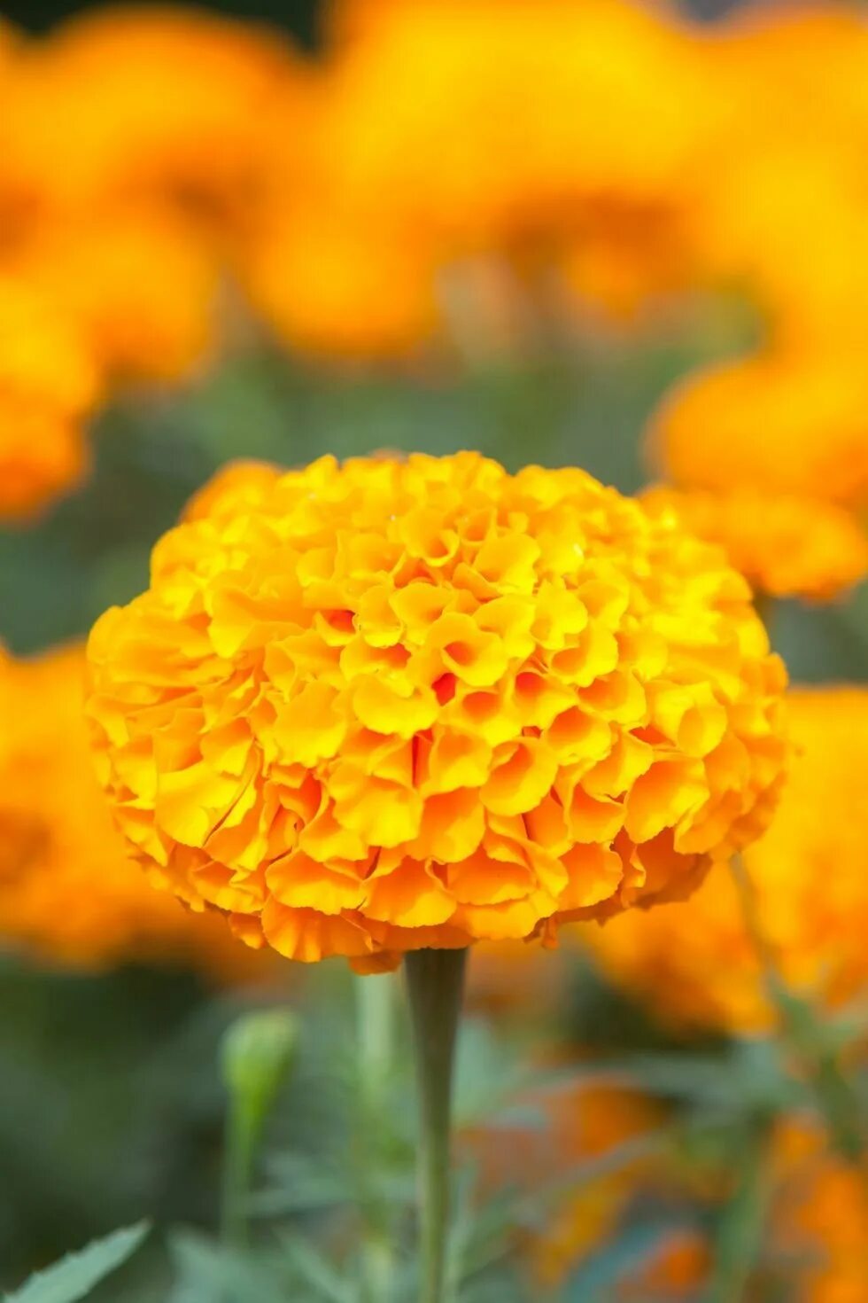 Цветы оранжево желтые название. Бархатцы. Оранжевая Мэриголд. Бархатцы апельсин. Мэриголд цветок.