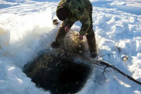 Сети под лет